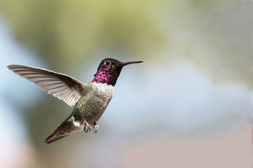 Fototapeta na wymiar Annas Hummingbird (Calypte anna) Male in Flight