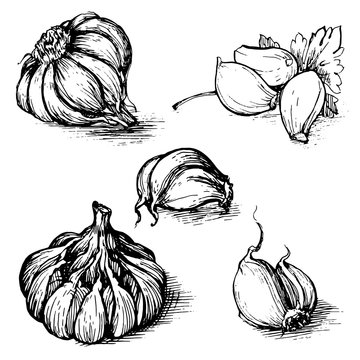 Vector hand drawn set of garlic with parsley. Herbs and spices sketch illustration isolated on white background