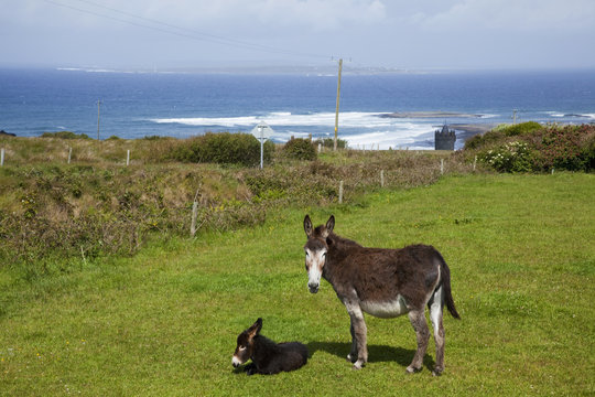 A Donkey And It's Foal Near Doolin; County Clare, Ireland