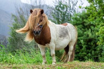 Beautiful Pony with long hair in the wild. 
A pony is a small horse and they exhibit thicker manes, tails and shorter legs. Ponies are seen in many equestrian pursuits. 