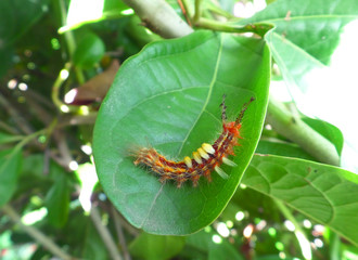 Closed up little orange caterpillar climbing  on bright green leaf 