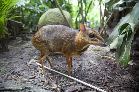 An Asian Mouse Deer (Tragulidae) At The Singapore Zoo; Singapore