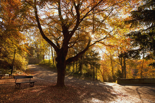 Autumn park, Durham, England, UK