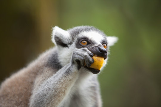 A Ring-Tailed Lemur (Lemur Catta) Eats Fruit In The Singapore Zoo; Singapore
