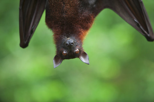 A Flying Fox Bat Hangs Upside Down From A Tree Branch At The Singapore Zoo; Singapore