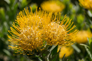 yellow pincushion flower (Leucospermum sp.)