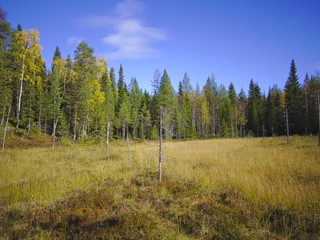 Small swamp by autumn colored forest. Lapland nature background.