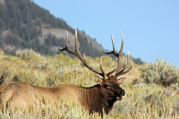 North American Elk Bull With Large Antlers Grazing On The Hill slope In Yellowstone National Park, Wyoming, USA 