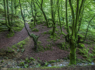 Forest III