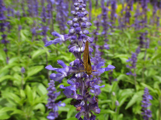 One little butterfly on purple lavender in green field 