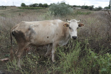 Коровы на пастбище