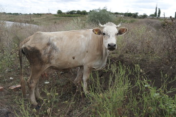 Коровы на пастбище