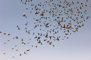 Brieftauben im Flug Schwarm
