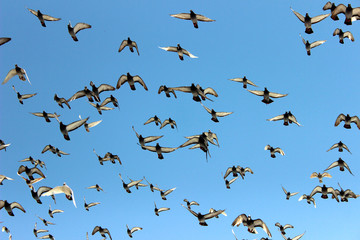 Brieftauben im Flug Schwarm