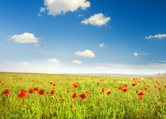 poppies against the sunset sky
