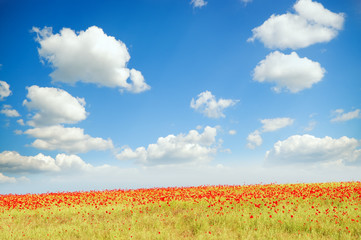 Naklejka na ściany i meble field with green grass and red poppies