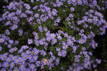 dużo kwiatów - astry w ogrodzie © agarianna