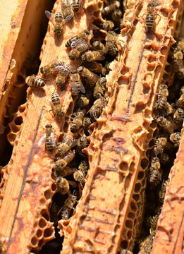 Nid d'abeille : 104 705 images, photos de stock, objets 3D et images  vectorielles