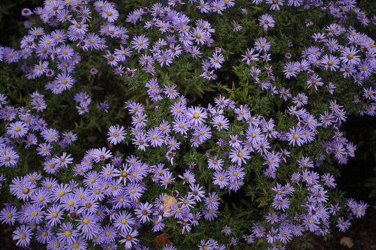 dużo kwiat&oacute;w - astry w ogrodzie