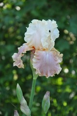 iris flower