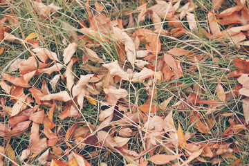 leaves on grass