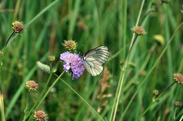 butterfly on flower
