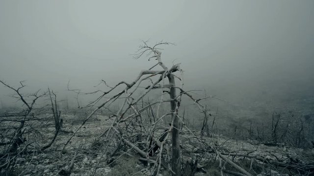 Pov walking view of a ravaged and burned out forest landscape in winter fog and mist.