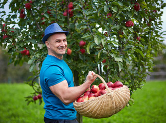 Farmer picking apples in a basket