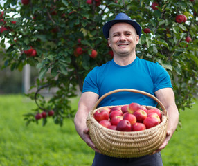 Farmer picking apples in a basket