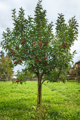 Fototapeta na wymiar Apple tree in the orchard