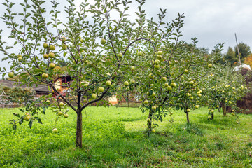 Fototapeta na wymiar Delicious Golden apple trees