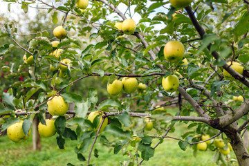 Delicious Golden apple trees