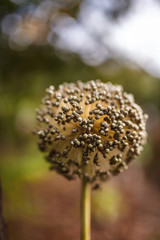 Dried onion seeds on flower