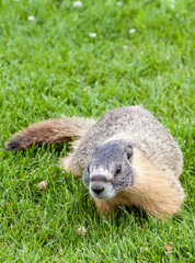 Hoary marmot (Marmota caligata) found in Alberta, Canada