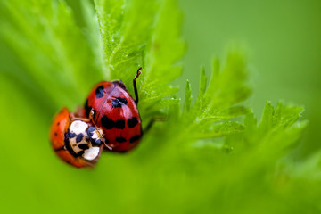Macro of Two Mating Ladybugs