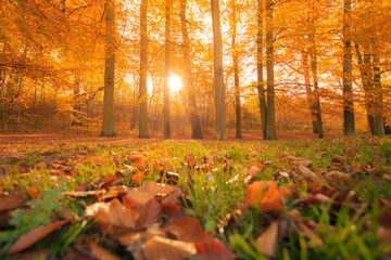Autumn in park and forest