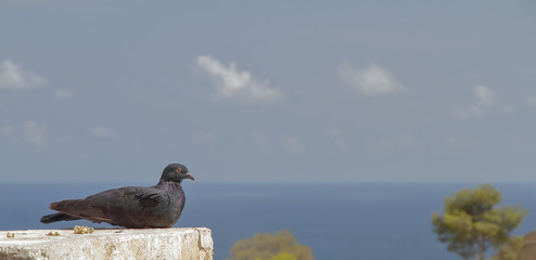 pigeon posing with the sea in the background