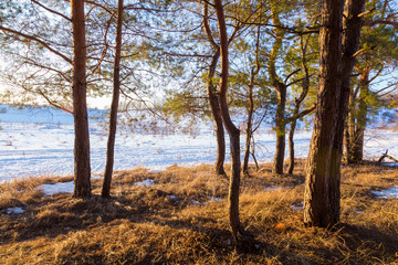 winter forest at sunlight