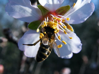 flor de amendoeira