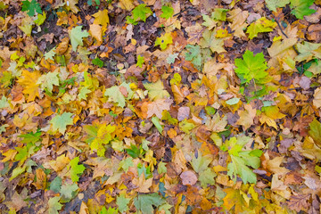 Colorful autumn leaves