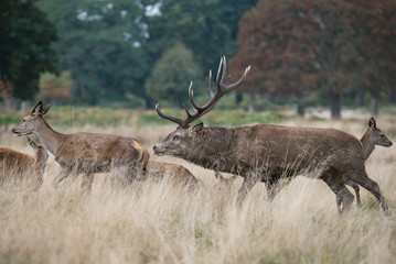 Red Deer, Deers, Cervus elaphus - Rut time.