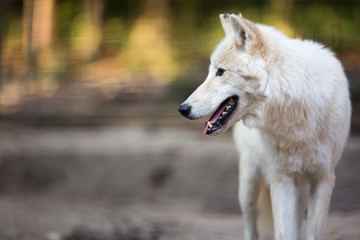 Naklejka na ściany i meble Arctic Wolf (Canis lupus arctos) aka Polar Wolf or White Wolf