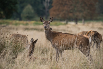 Red Deer, Deers, Cervus elaphus - Rut time.