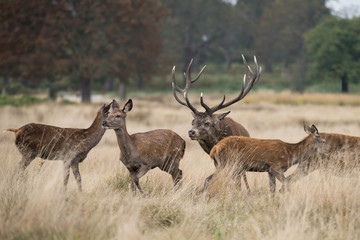 Red Deer, Deers, Cervus elaphus - Rut time.
