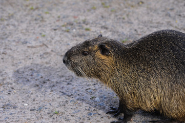 nutria
