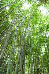 Obraz na płótnie Canvas Bamboo