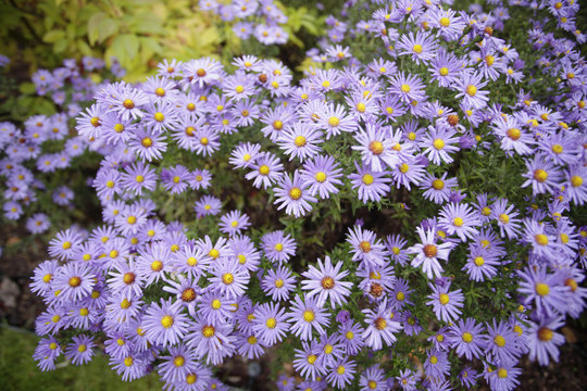 piękne kwiaty - astry w ogrodzie