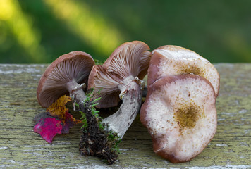 Wild Honey Mushrooms / Armillaria mellea