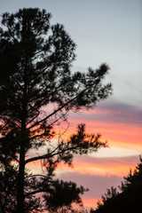 Fototapeta na wymiar View of tree in Sunrise or Sunset in Houston, Texas