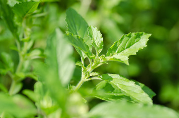 Basil plant,basil leaves